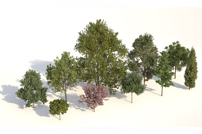 PlantsKit | Plants Kit 1 | Wybór małych i średnich drzew do celów ozdobnych, parków i ulic.