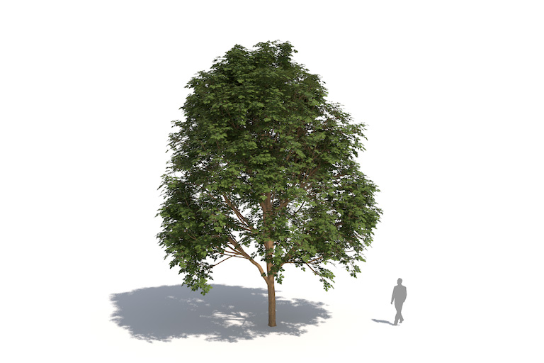 PlantsKit | Klon jesionolistny  | Acer negundo