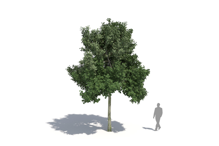 PlantsKit | Lipa drobnolistna  | Tilia cordata