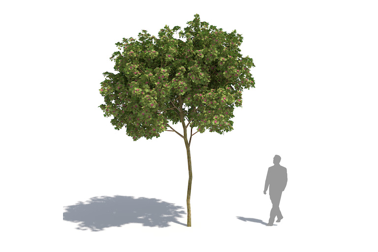 PlantsKit | Głóg Paul's Scarlet | Crataegus laevigata