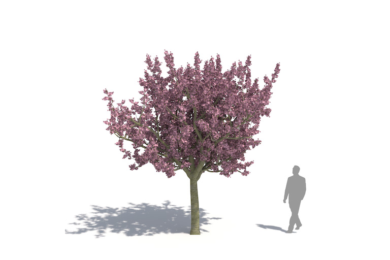 PlantsKit | Wiśnia piłkowana Kanzan | Prunus serrulata