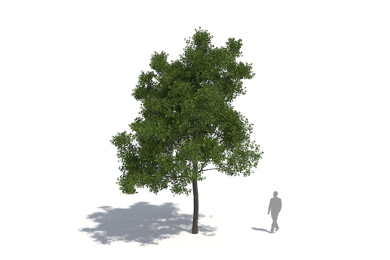 PlantsKit | Dąb czerwony | Quercus rubra