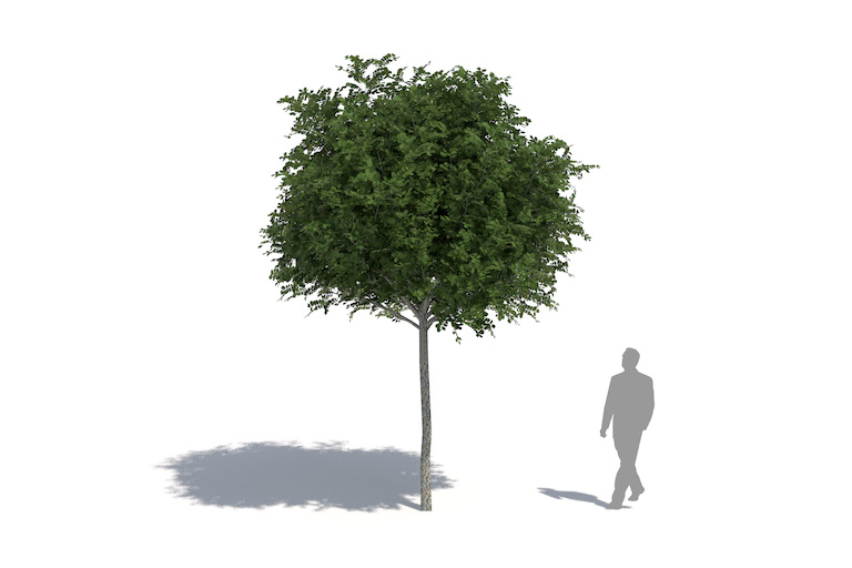 PlantsKit | Robinia akacjowa Umbraculifera | Robinia pseudoacacia