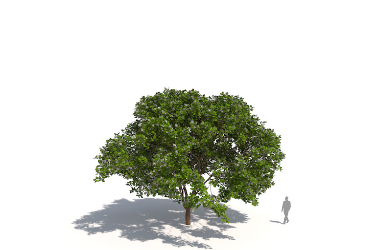 PlantsKit | Surmia bignoniowa | Catalpa bignonioides