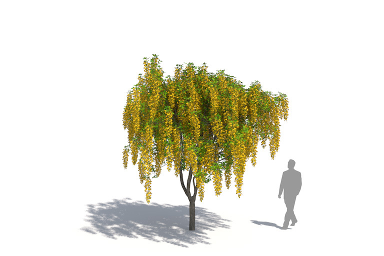 PlantsKit | Złotokap Waterea Vossii | Laburnum x watereri