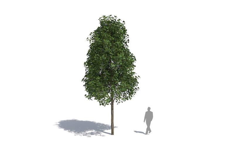 PlantsKit | Tulipanowiec amerykański | Liriodendron tulipifera