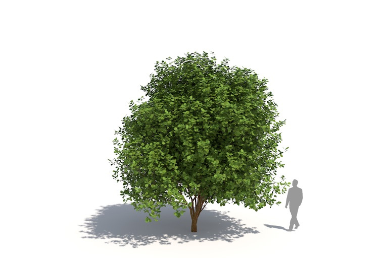 PlantsKit | Parocja perska | Parrotia persica