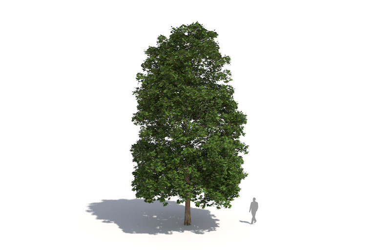 PlantsKit | Platan klonolistny | Platanus x hispanica