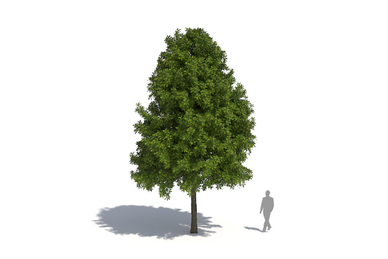 PlantsKit | Dąb błotny | Quercus palustris