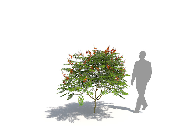 PlantsKit | Brezylka nadobna | Caesalpinia pulcherrima