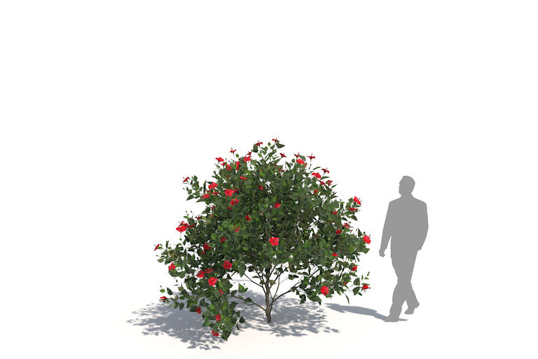 PlantsKit | Ketmia róża chińska | Hibiscus rosa-sinensis