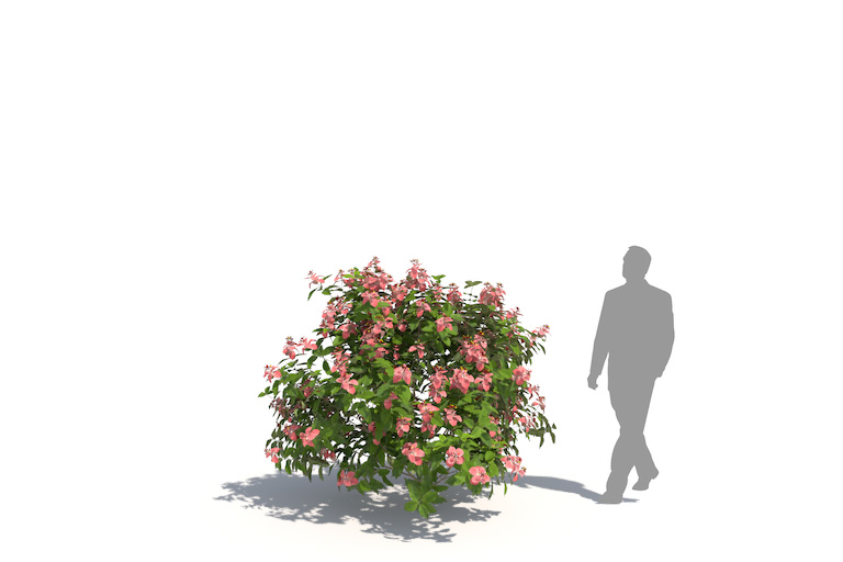 PlantsKit | Mussaenda Dona Luz | Mussaenda Dona Luz