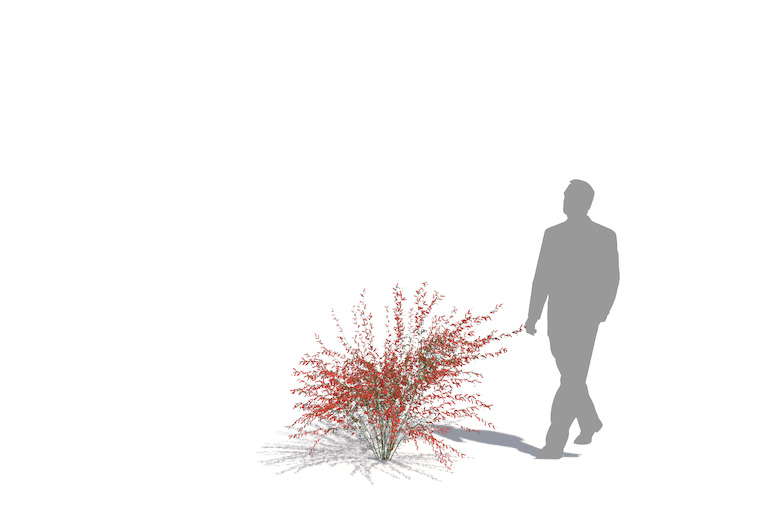 PlantsKit | Russelia equisetiformis | Russelia equisetiformis