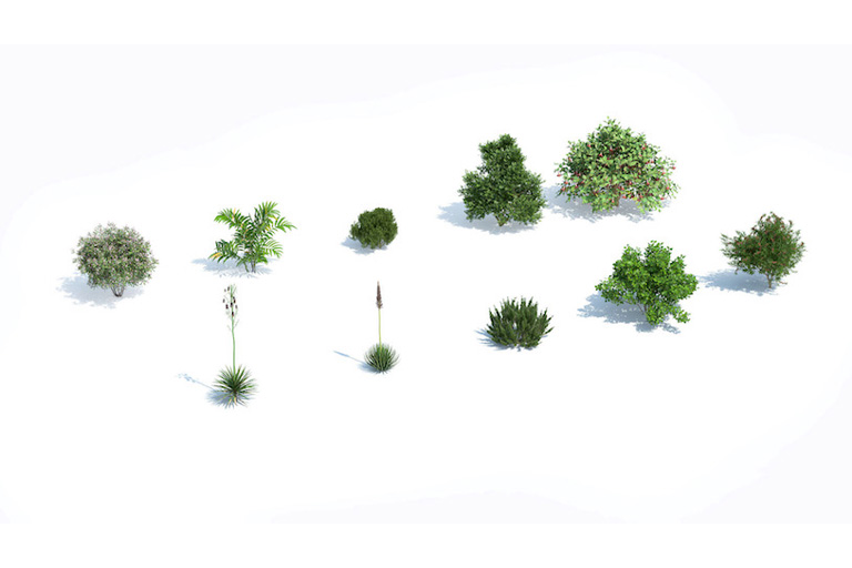 PlantsKit | Plants Kit 12 | Wybór subtropikalnych i śródziemnomorskich gatunków krzewów i krzewów. Krzewy te można umieszczać w pojemnikach na zewnątrz w lecie w regionach o klimacie umiarkowanym, tworząc śródziemnomorski nastrój.