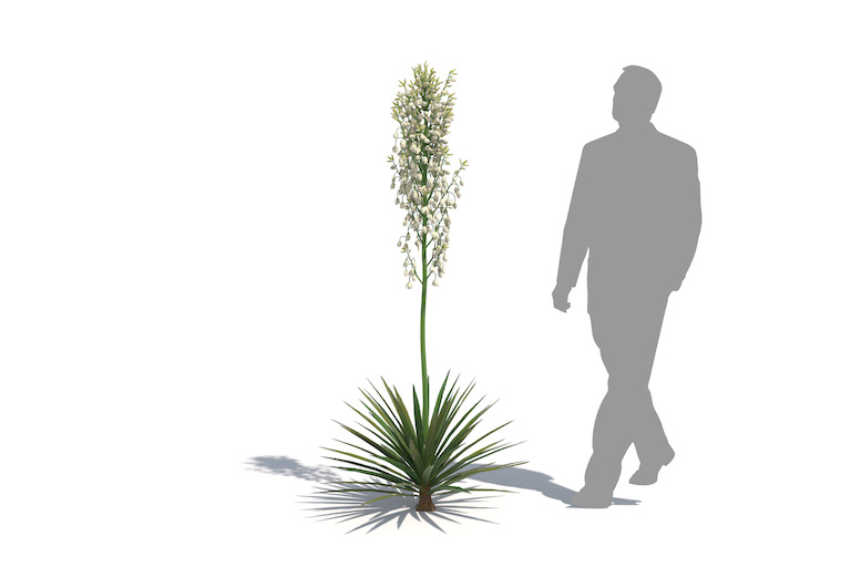 PlantsKit | Jukka wspaniała | Yucca gloriosa