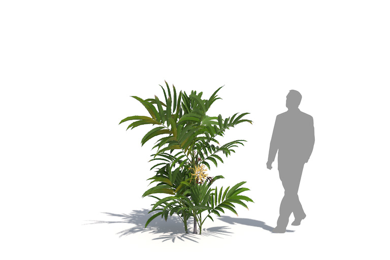 PlantsKit | Chamedora wytworna | Chamaedorea elegans