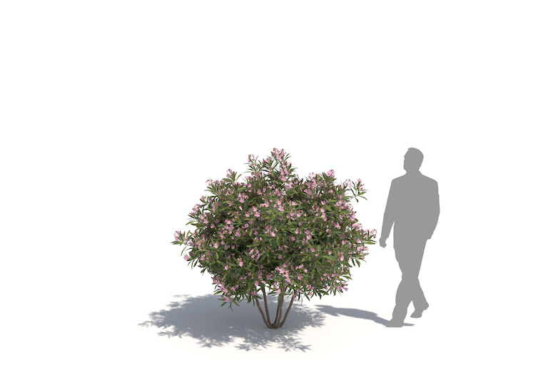 PlantsKit | Oleander pospolity | Nerium oleander