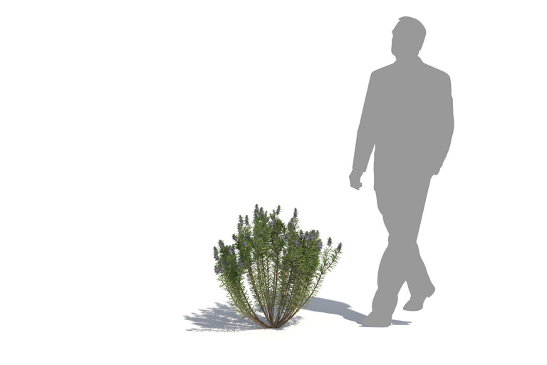 PlantsKit | Rozmaryn lekarski | Rosmarinus officinalis