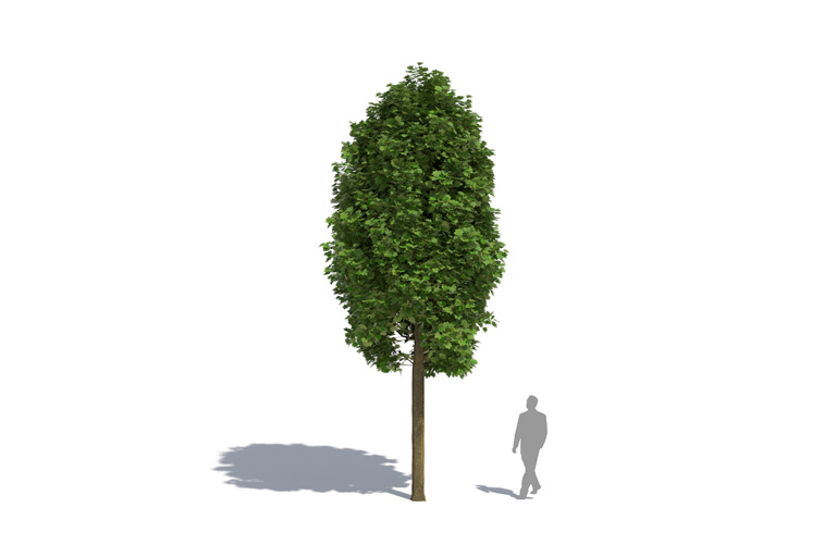 PlantsKit | Klon pospolity | Acer platanoides Columnare