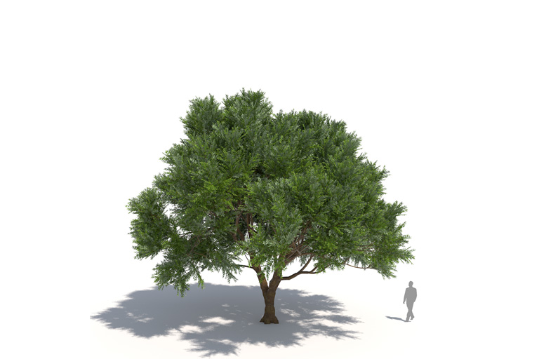 PlantsKit | Wierzba biała | Salix alba