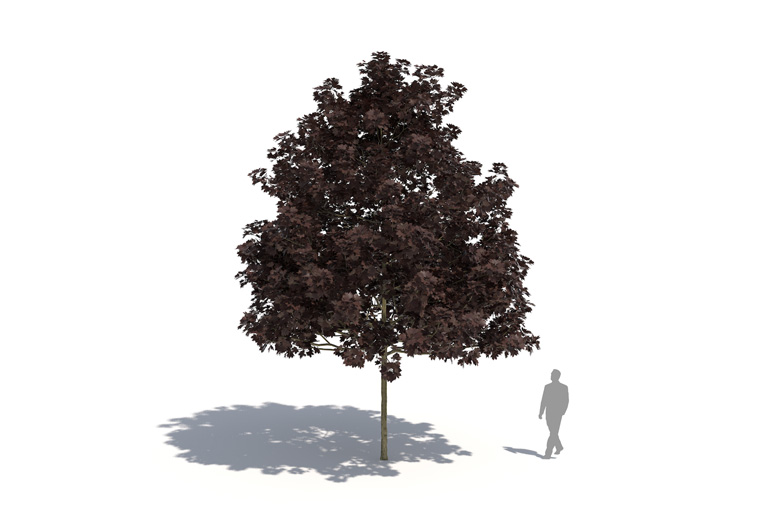 PlantsKit | Klon pospolity  | Acer platanoides Faassens Black