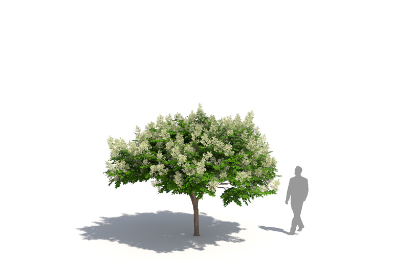 PlantsKit | Aralia wysoka | Aralia elata