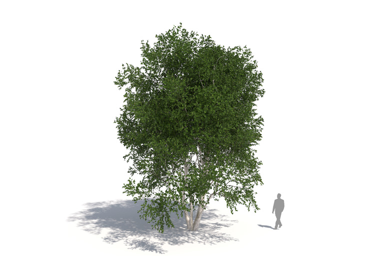 PlantsKit | Brzoza papierowa  | Betula papyrifera