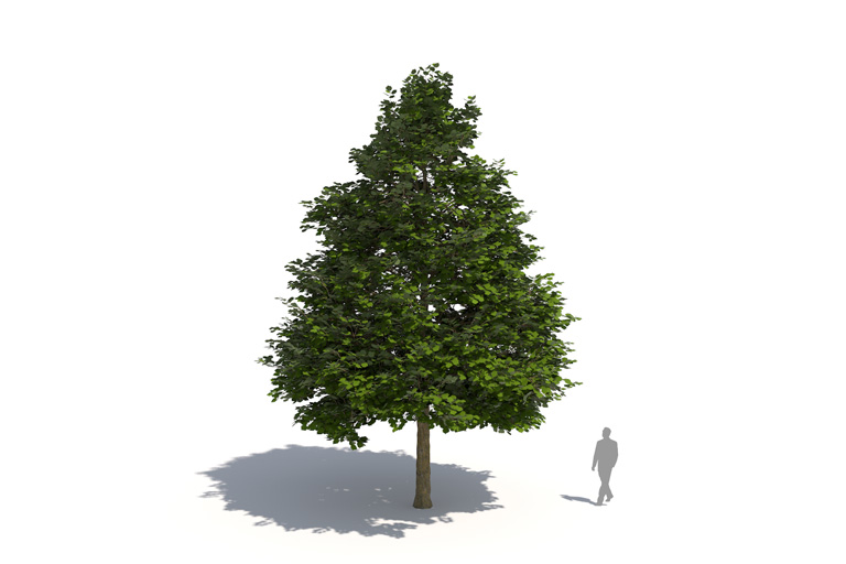 PlantsKit | Leszczyna turecka | Corylus colurna