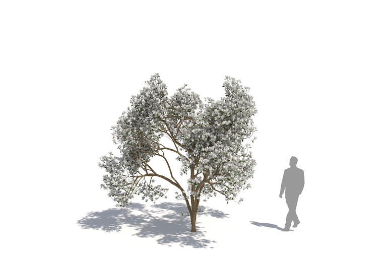 PlantsKit | Magnolia | loebneri Merrill