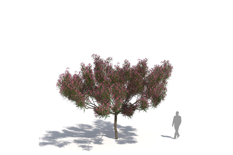 PlantsKit | Wierzba pustynna | Chilopsis linearis Burgundy