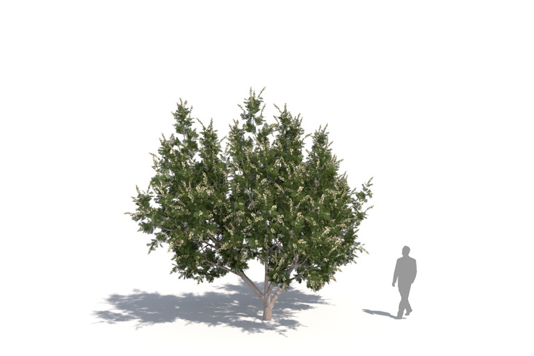 PlantsKit | Havardia pallens Sierra Sparkler | Havardia pallens Sierra Sparkler