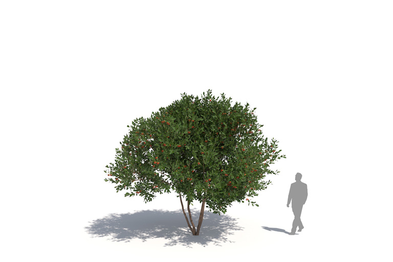 PlantsKit | Drzewo truskawkowe | Arbutus unedo