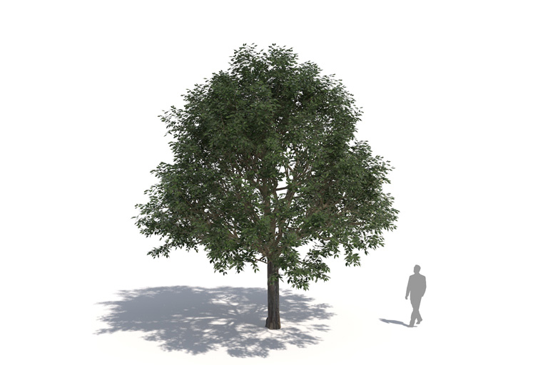 PlantsKit | Wiązowiec południowy | Celtis australis