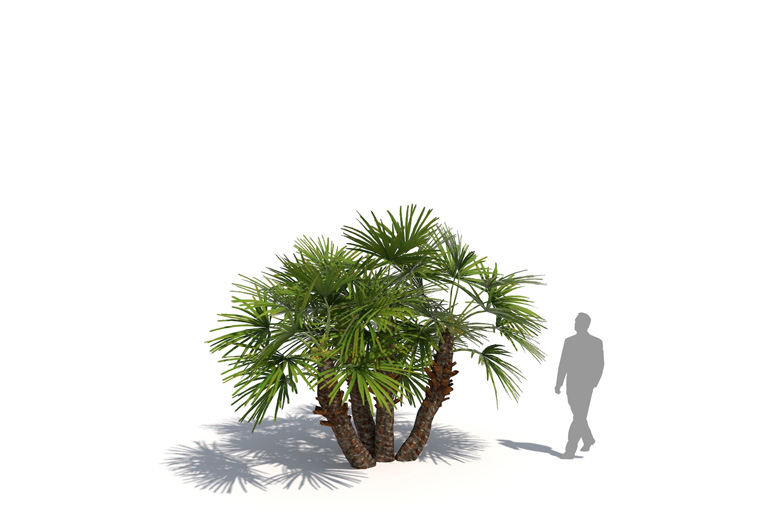 PlantsKit | Karłatka niska | Chamaerops humilis