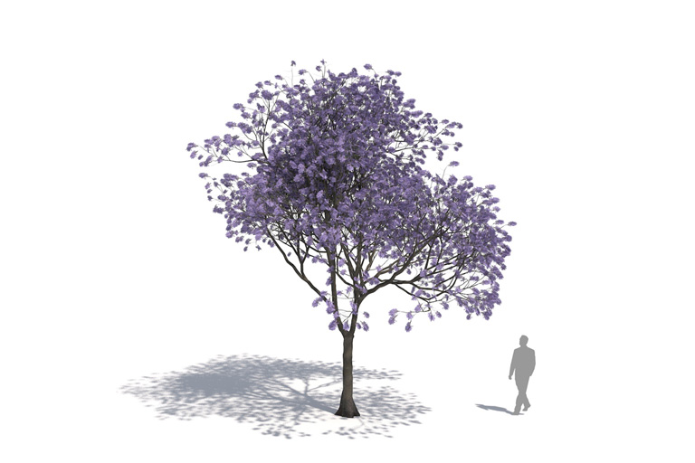 PlantsKit | Jakaranda mimozolistna  | Jacaranda mimosifolia