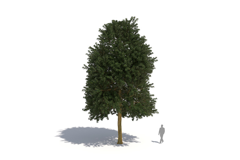 PlantsKit | Dąb ostrolistny | Quercus ilex