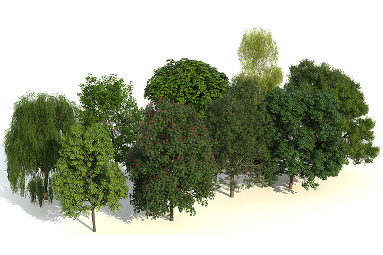 PlantsKit | Plants Kit 2 | Zróżnicowany wybór (10 gatunków) ulicznych drzew liściastych ze strefy umiarkowanej.