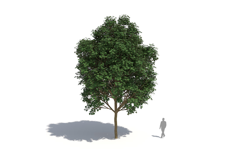 PlantsKit | Klon jawor | Acer pseudoplatanus