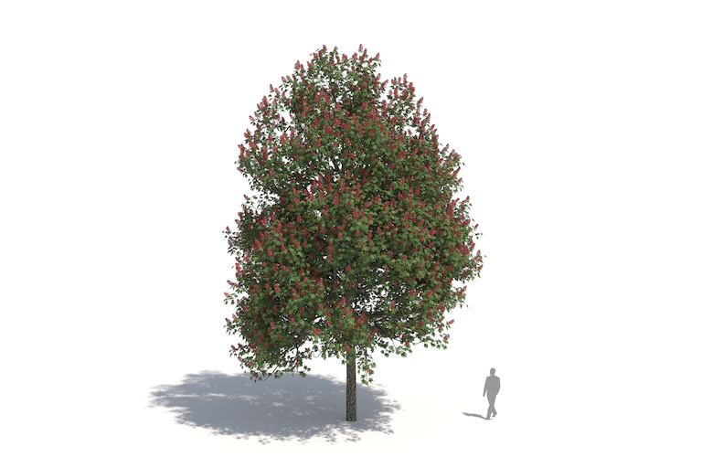 PlantsKit | Kasztanowiec czerwony | Aesculus x carnea