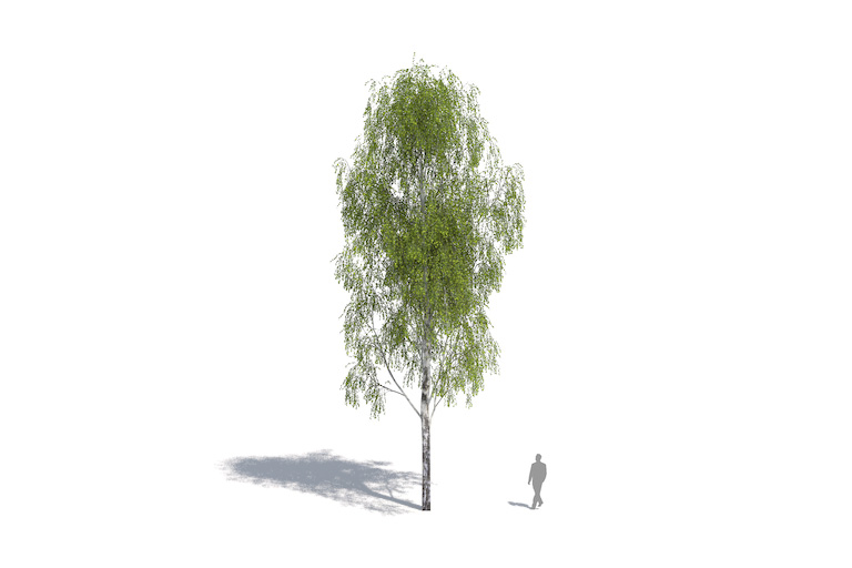 PlantsKit | Brzoza brodawkowata | Betula pendula