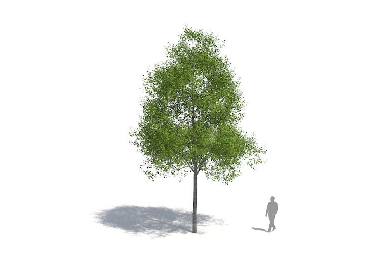 PlantsKit | Ambrowiec balsamiczny | Liquidambar styr