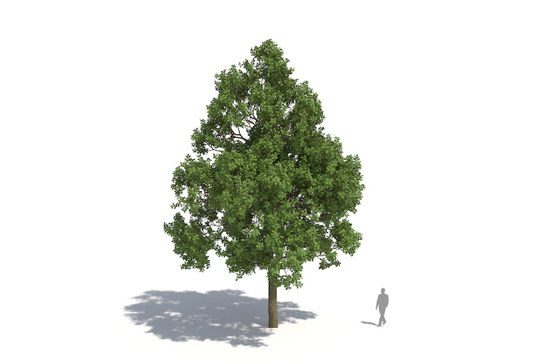 PlantsKit | Dąb szypułkowy | Quercus robur