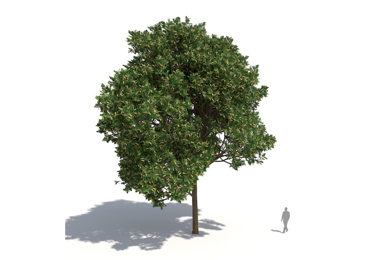 PlantsKit | Gruczołkowiec pawi | Adenanthera pavonina