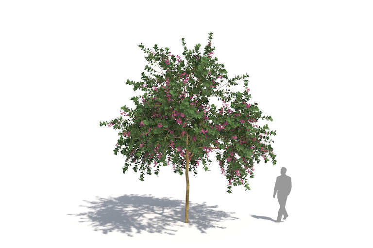 PlantsKit | Bauhinia blakeana | Bauhinia x blakeana