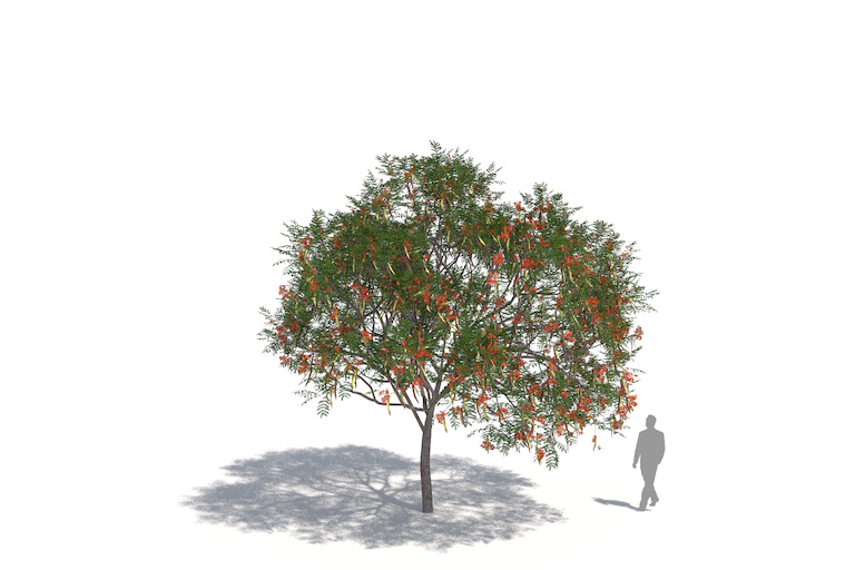 PlantsKit | Wianowłostka królewska | Delonix regia