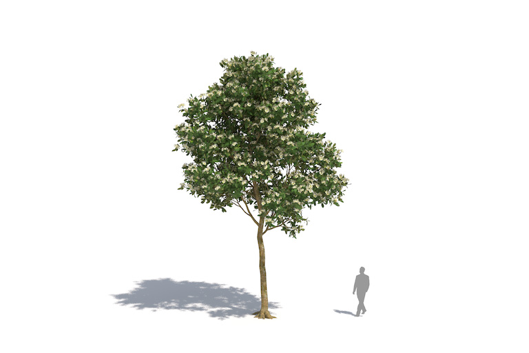 PlantsKit | Syzygium grande | Syzygium grande