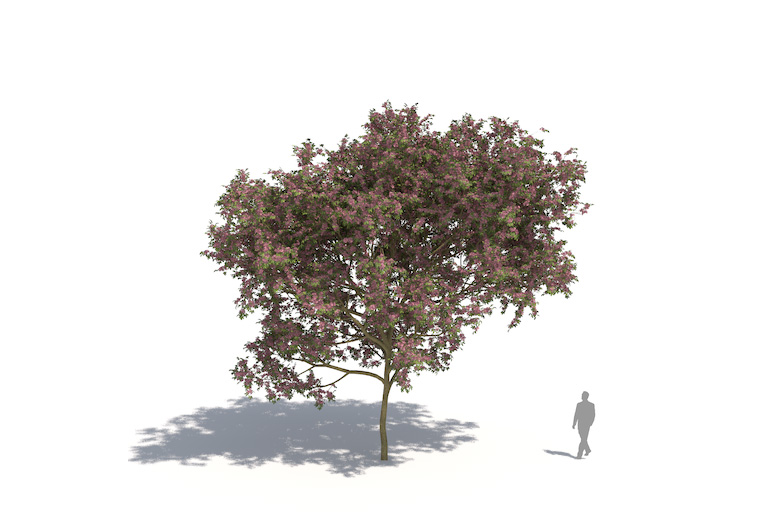 PlantsKit | Tabebuja różowa | Tabebuia rosea