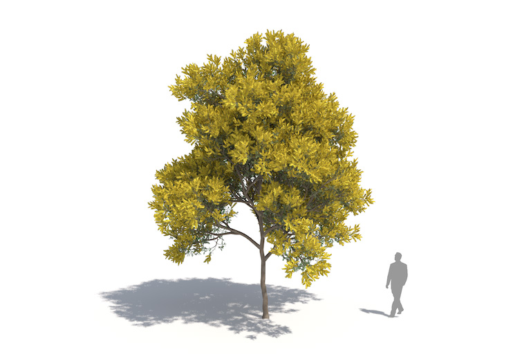 PlantsKit | Akacja srebrzysta | Acacia dealbata