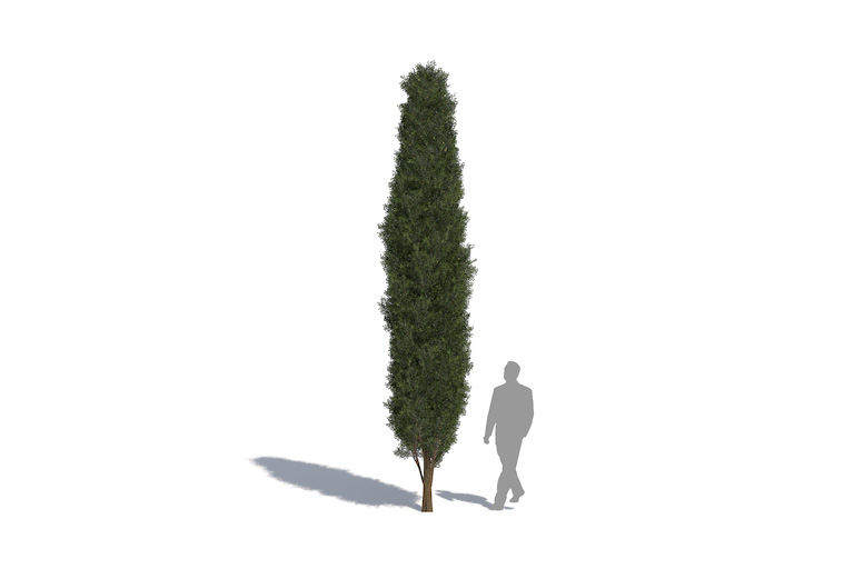 PlantsKit | Cyprys wiecznie zielony | Cupressus sempervirens