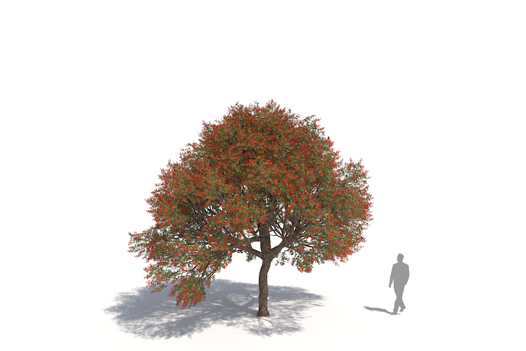 PlantsKit | Erytryna grzebieniasta | Erythrina crista-galli